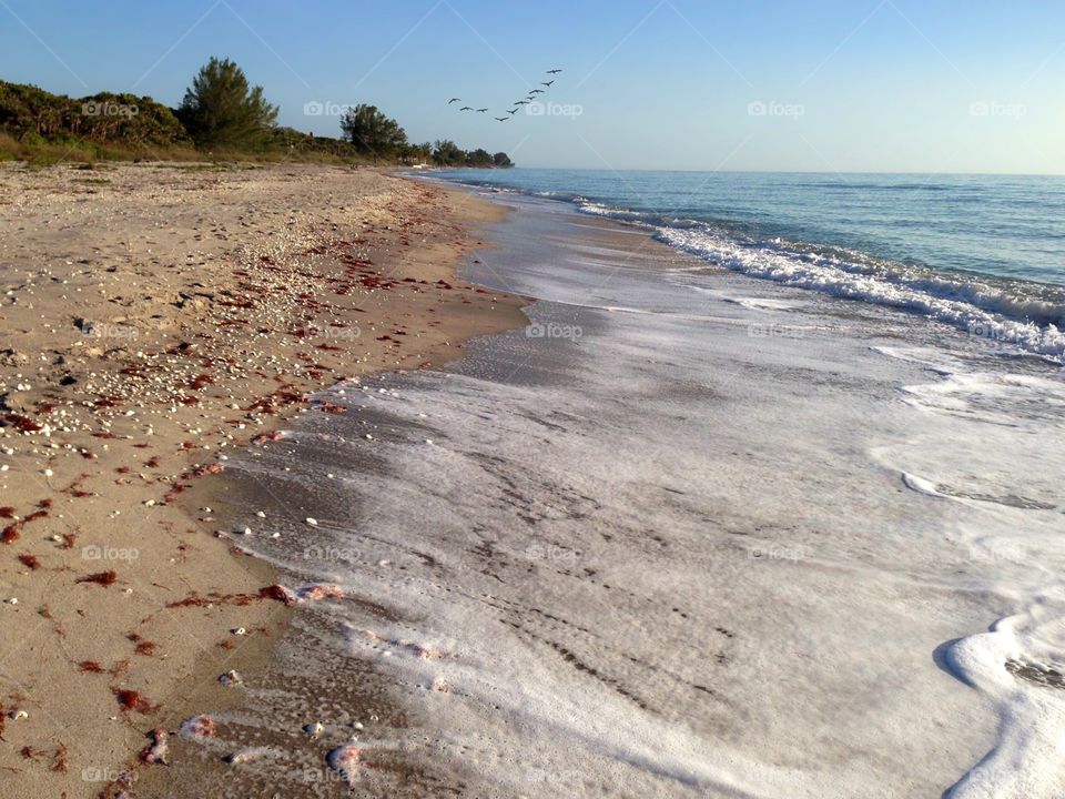 The tide going back out to the ocean , birds flying to roost for the night .