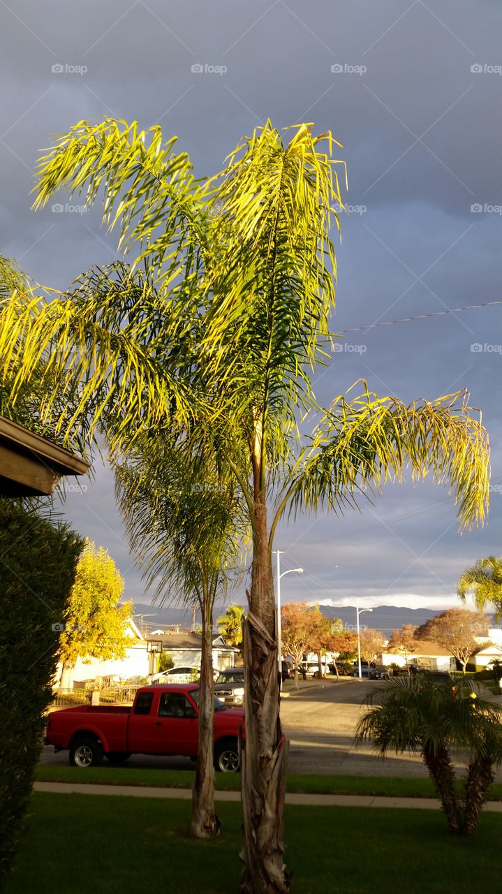 Sun Lit palm fronds. sunny Tree & Stormy Sky 