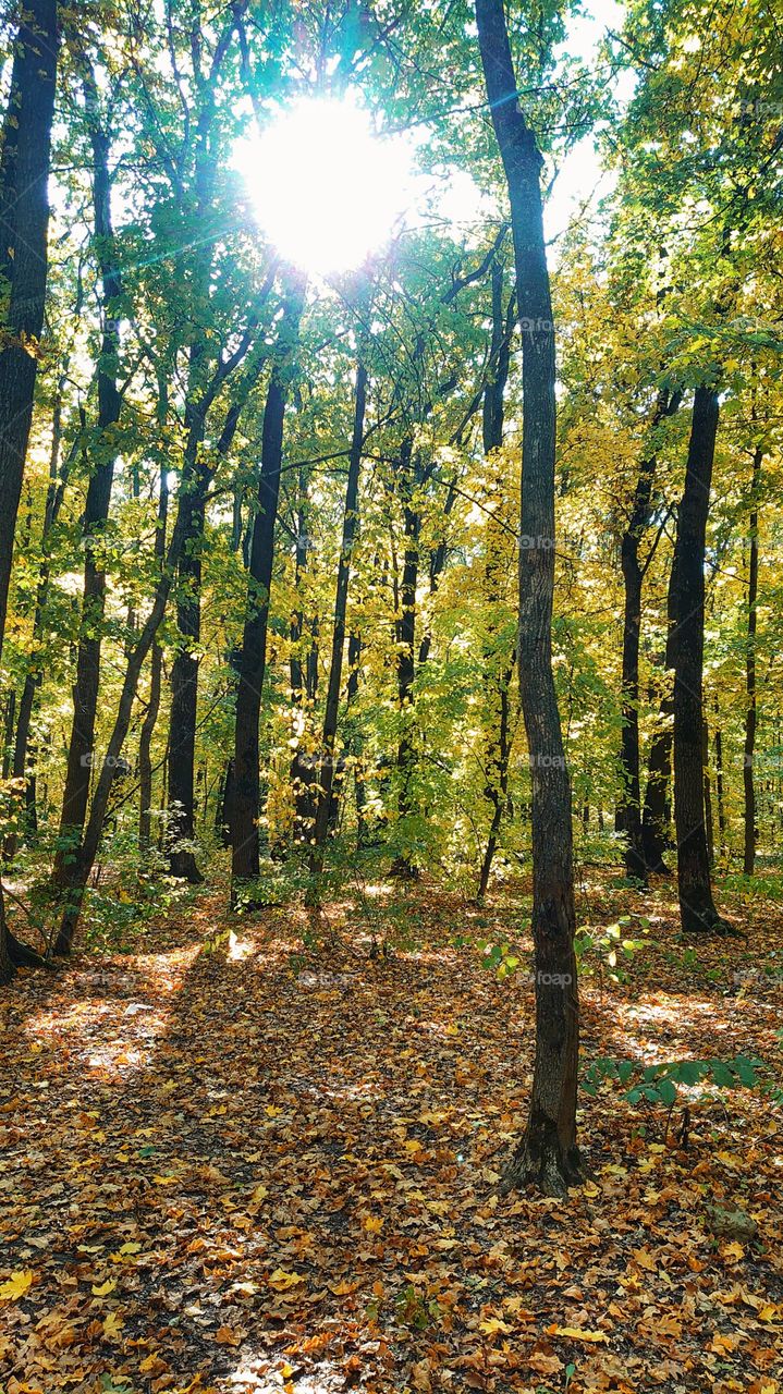 forest with tall trees