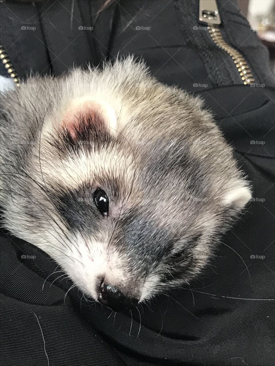 Ferret