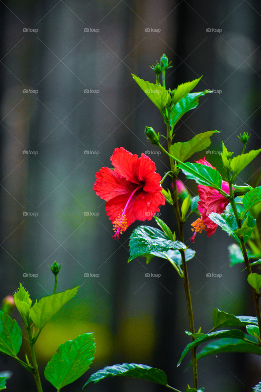hibiscus flower.this flower obtained  5 petals
