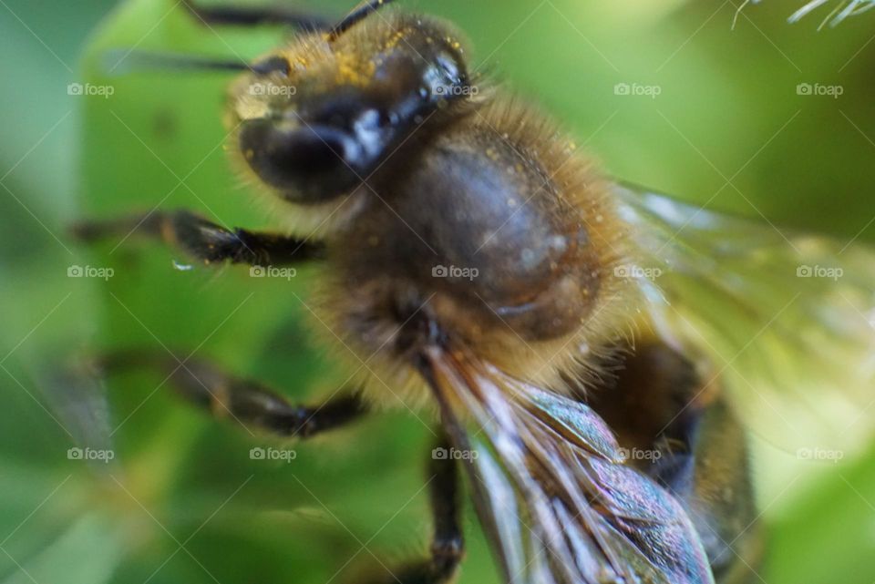 Bee#insect#nature#wings#plant