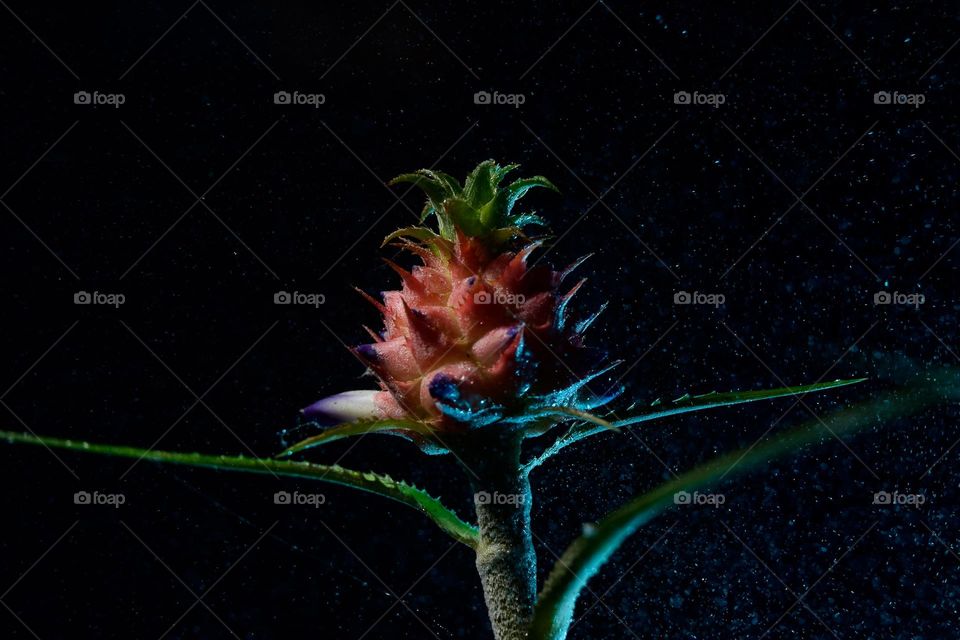 Abacaxi de jardim!!!