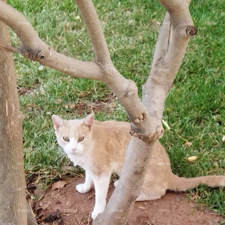 Beautiful cat looking at camera.