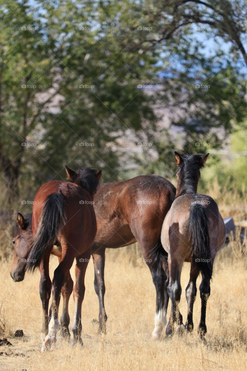 Group of three wild American mustang horses walking away from camera in desert