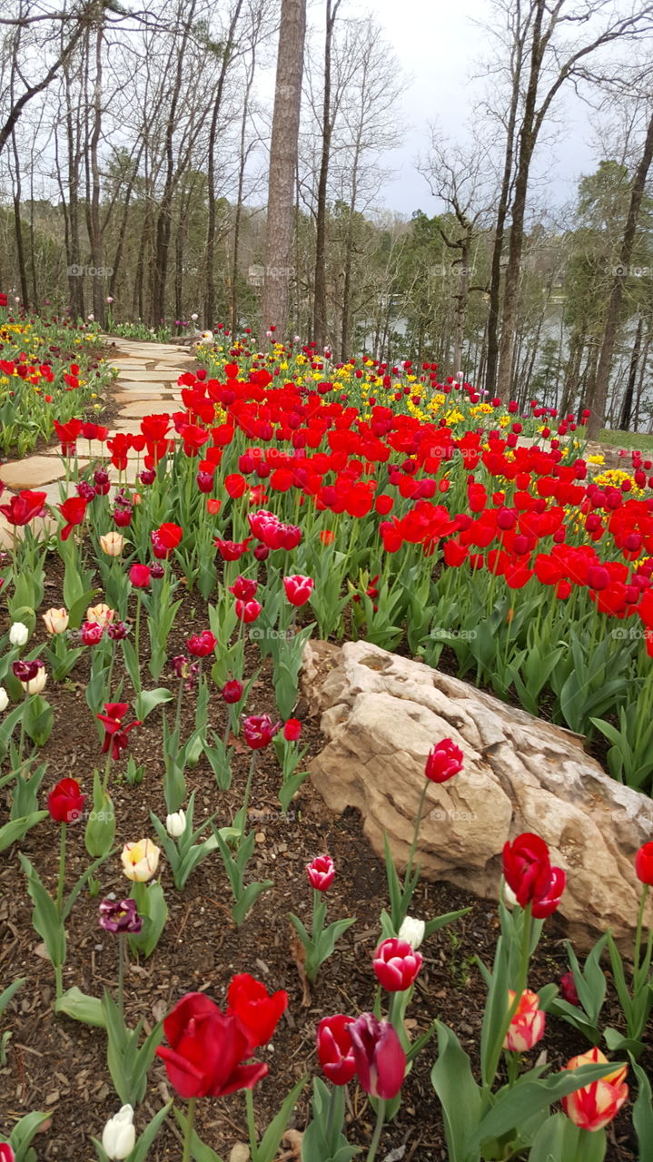 Flower, Tulip, Garden, Nature, Leaf