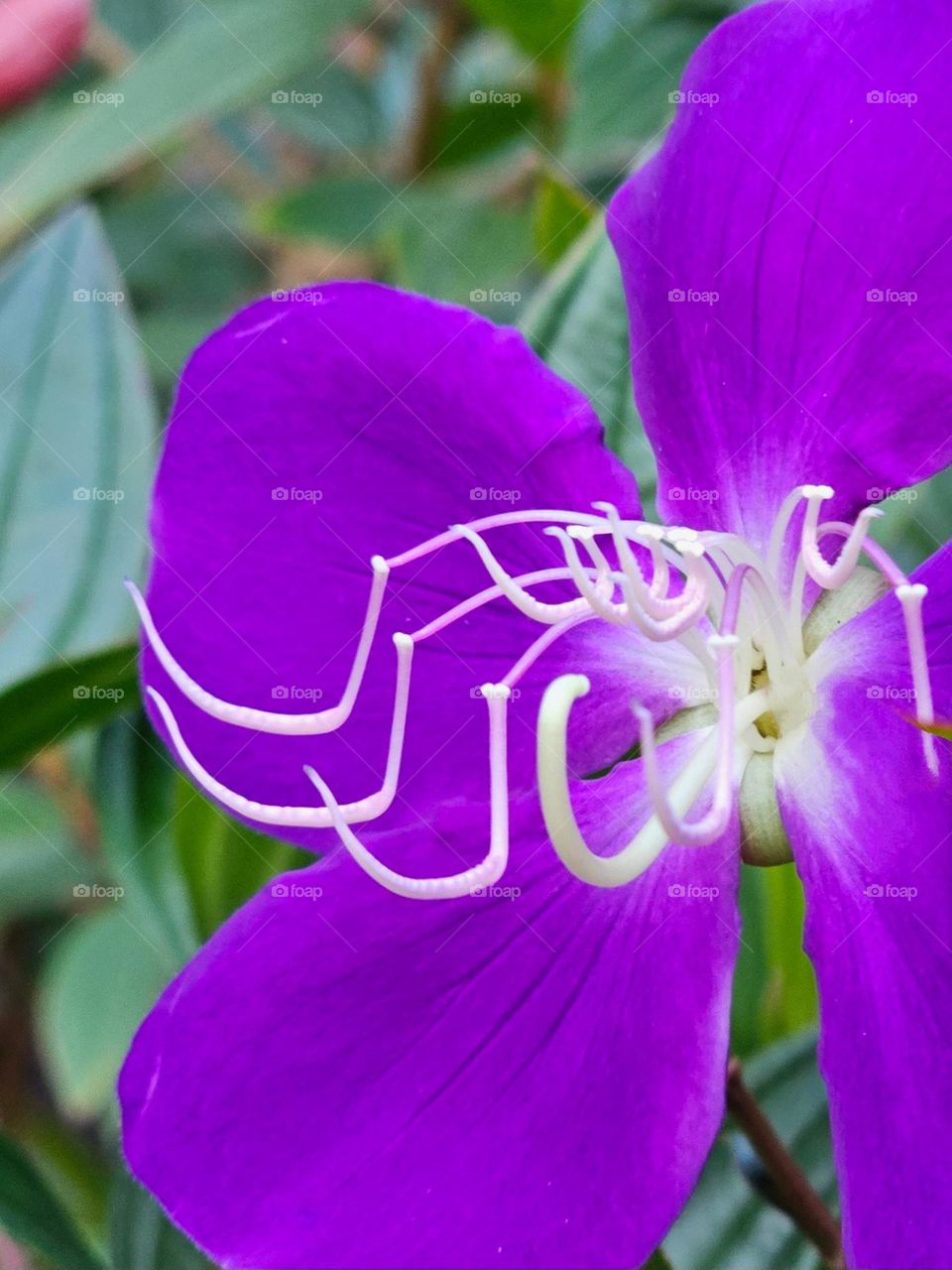 Purple Princess Flower