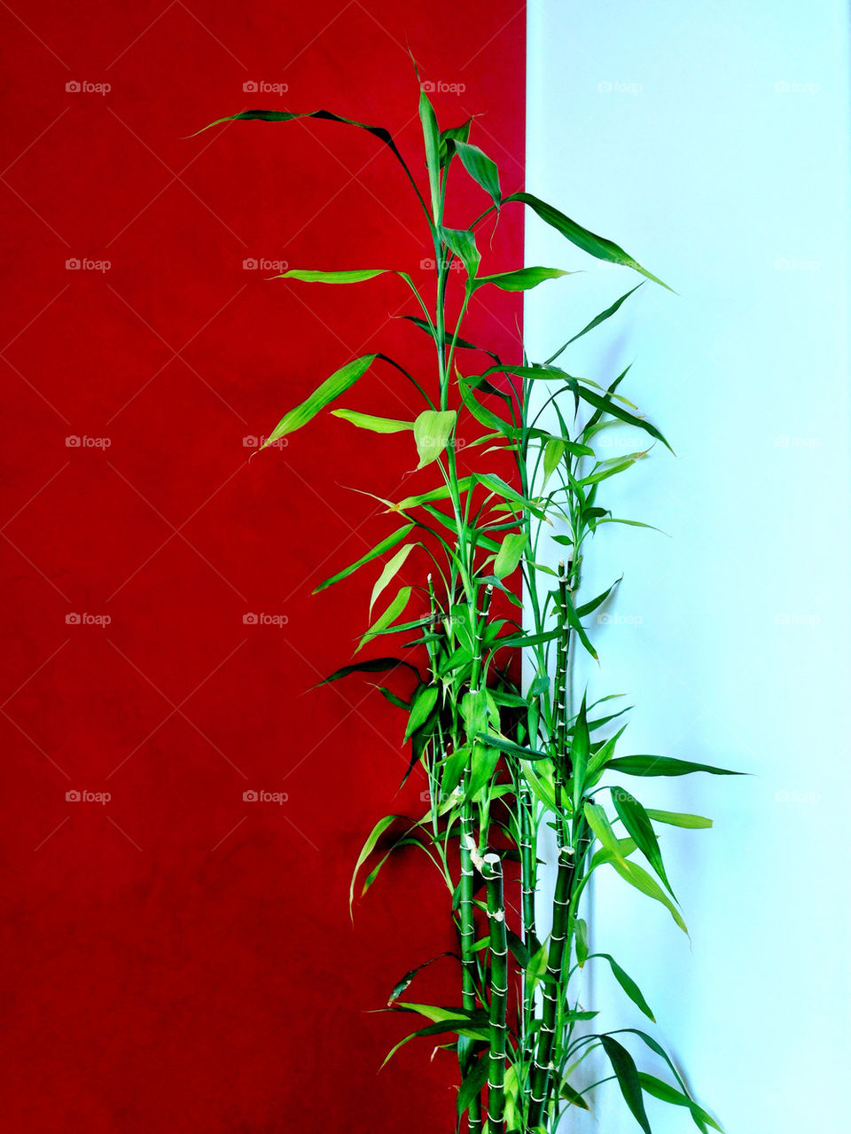 Bamboo plant in a house