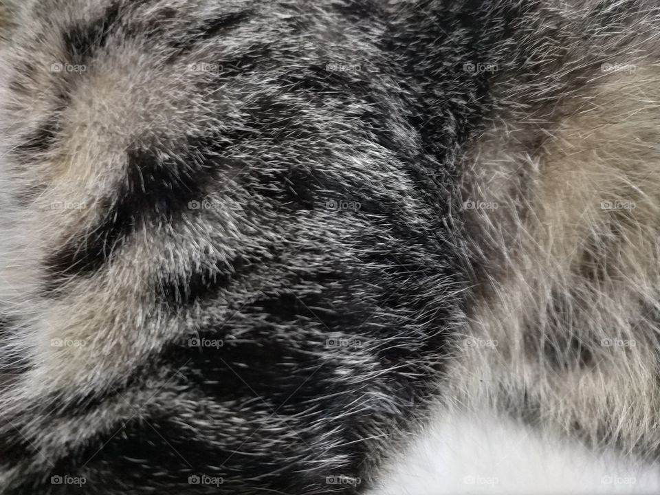 texture cat