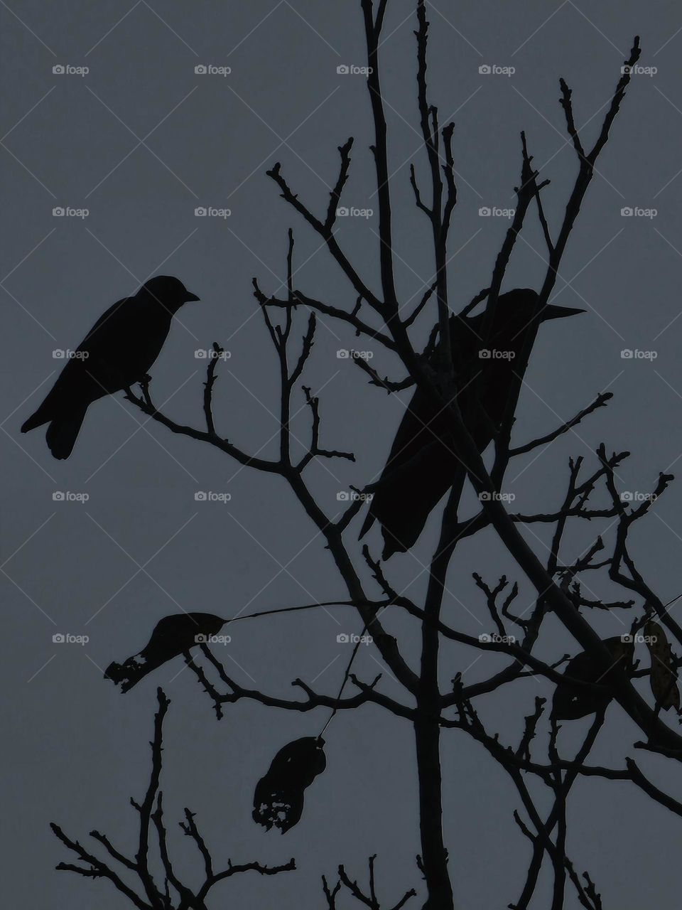 CROWS