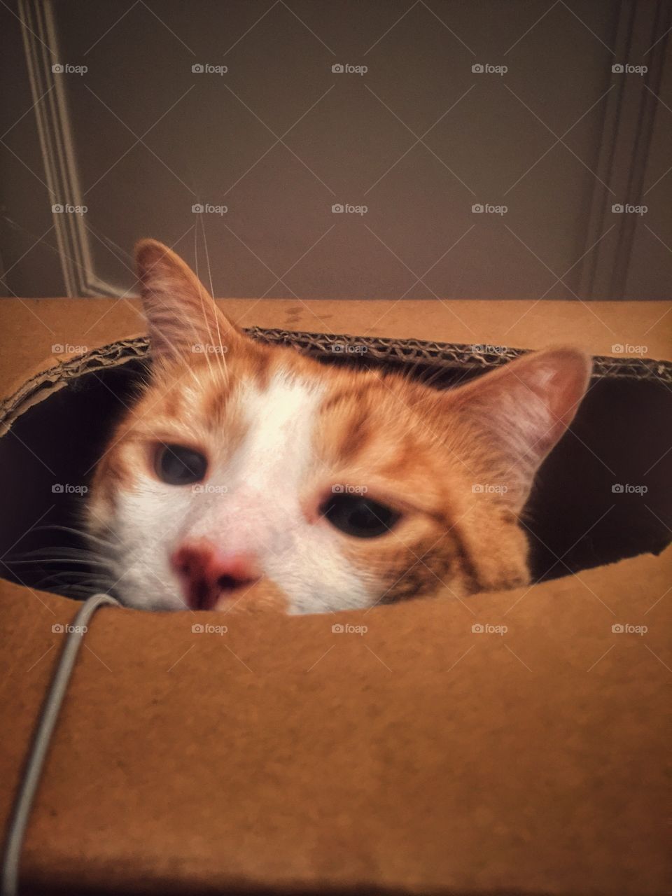 Cat in the box
