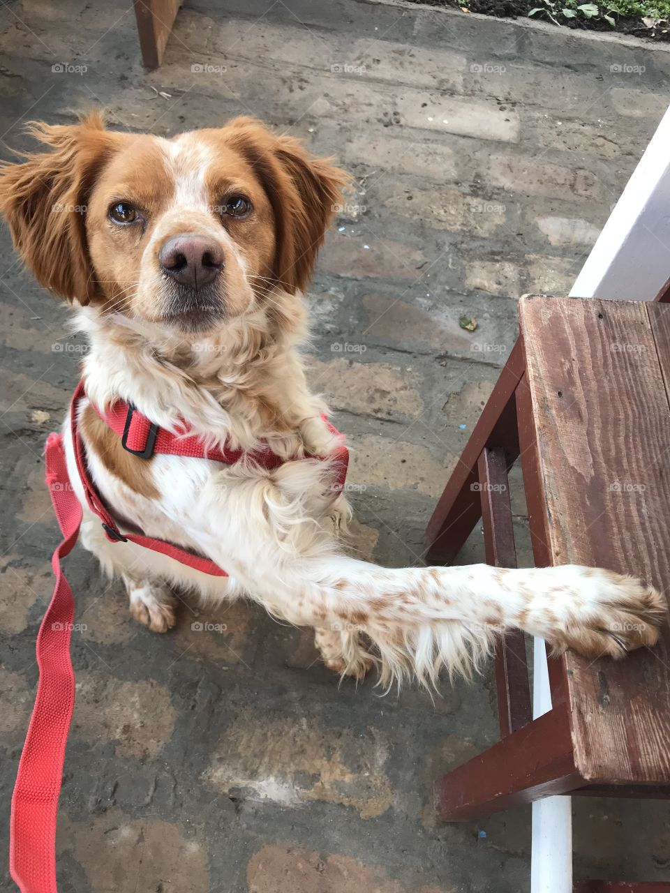 White and brown dog of breed Brittany Spaniel, sitting on the pavement and giving her paw on the chair near by.