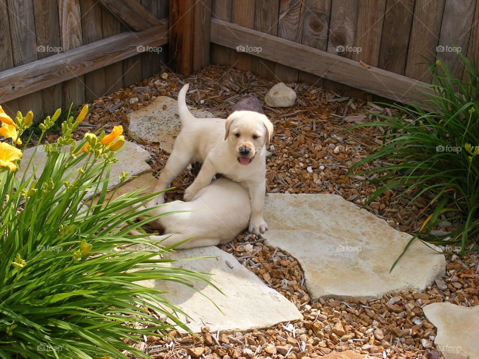 These are yellow Labrador retriever puppies.