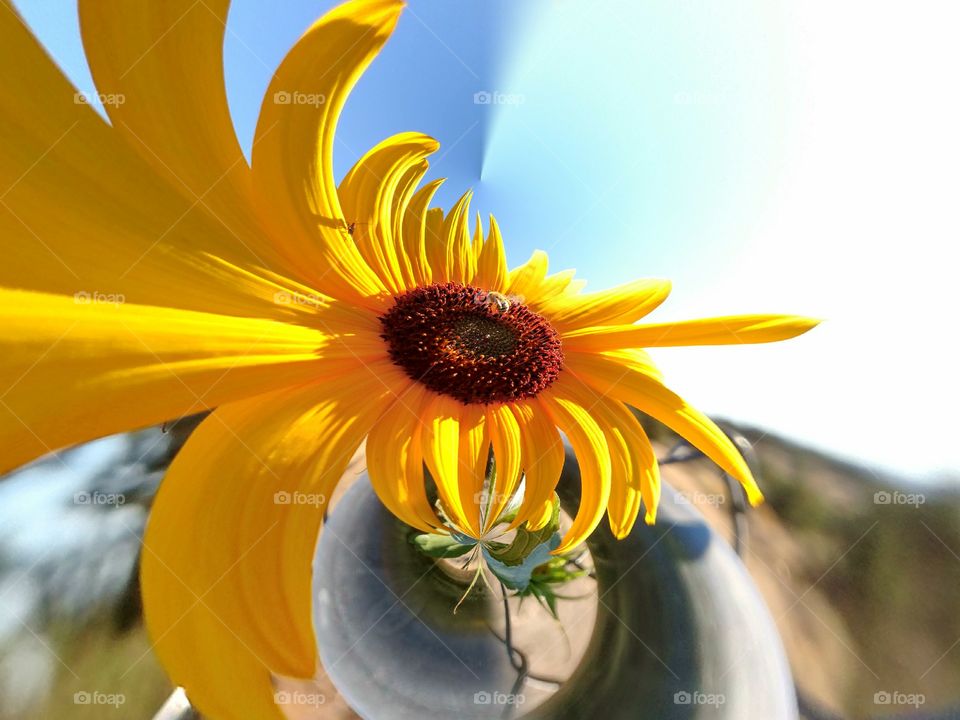 A Bees eye view of a Sunflower