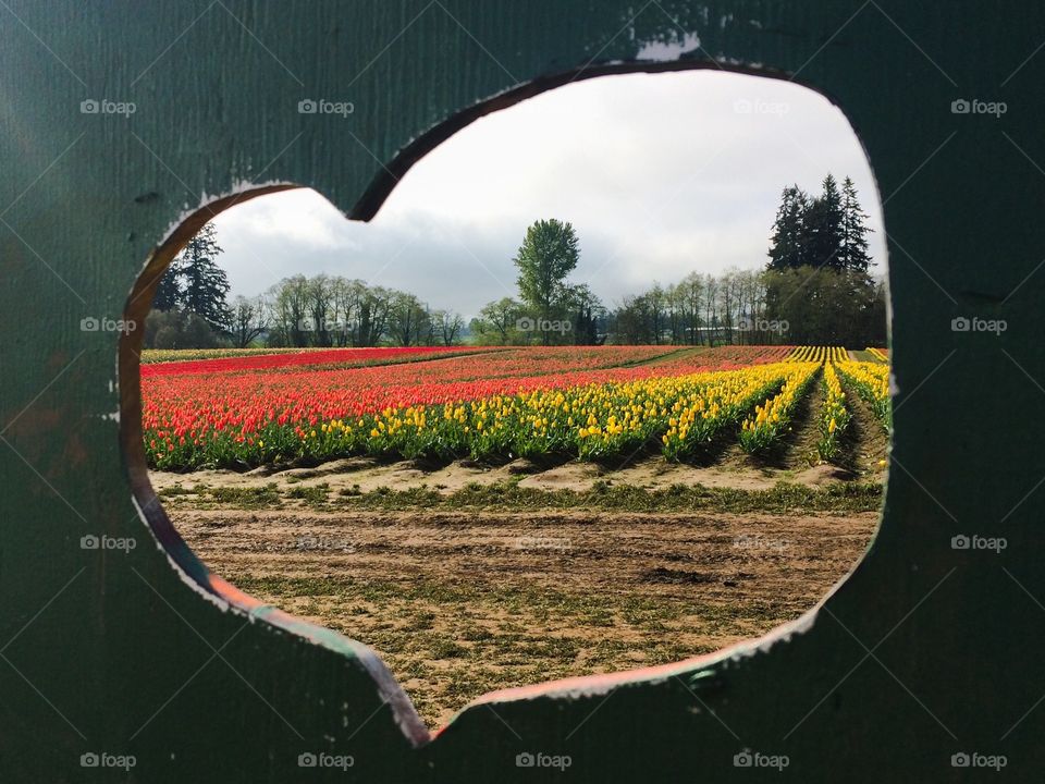 I heart the tulip farm.