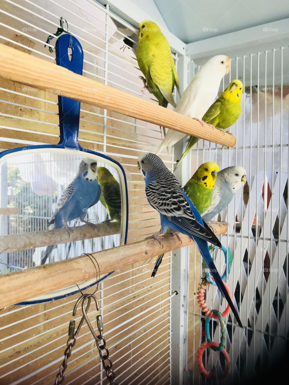 Cuties birds in the cage 