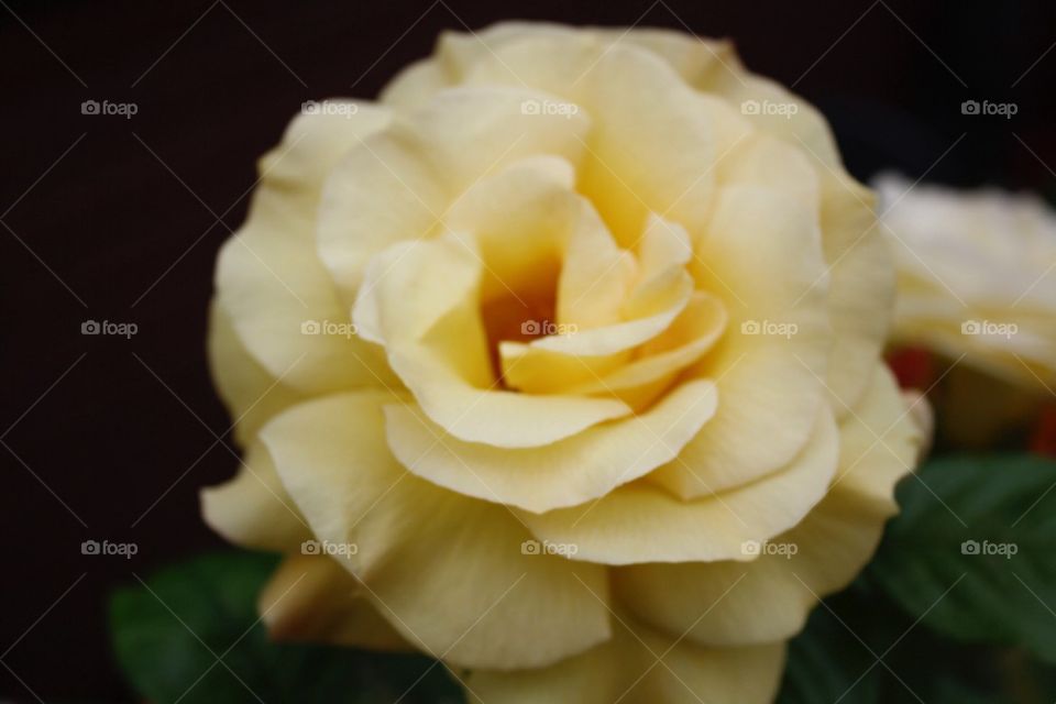 Yellow rose