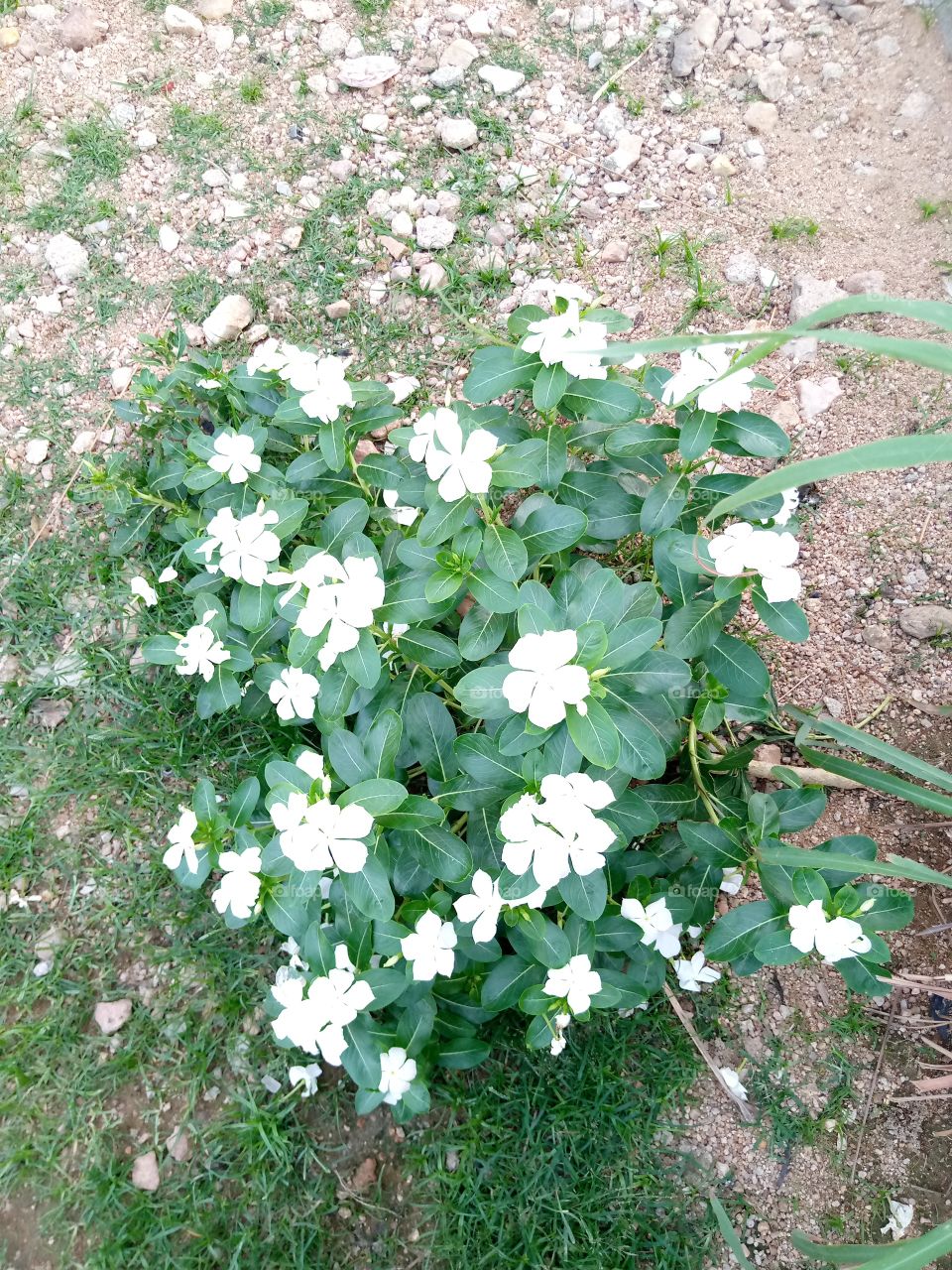 proudly a Nigerian, I snapped this flower to tell everyone that I am so in love with my country. The Nigerian flag is made up of two colors, green and white. green stands for agriculture (fertile lands) and white peace.