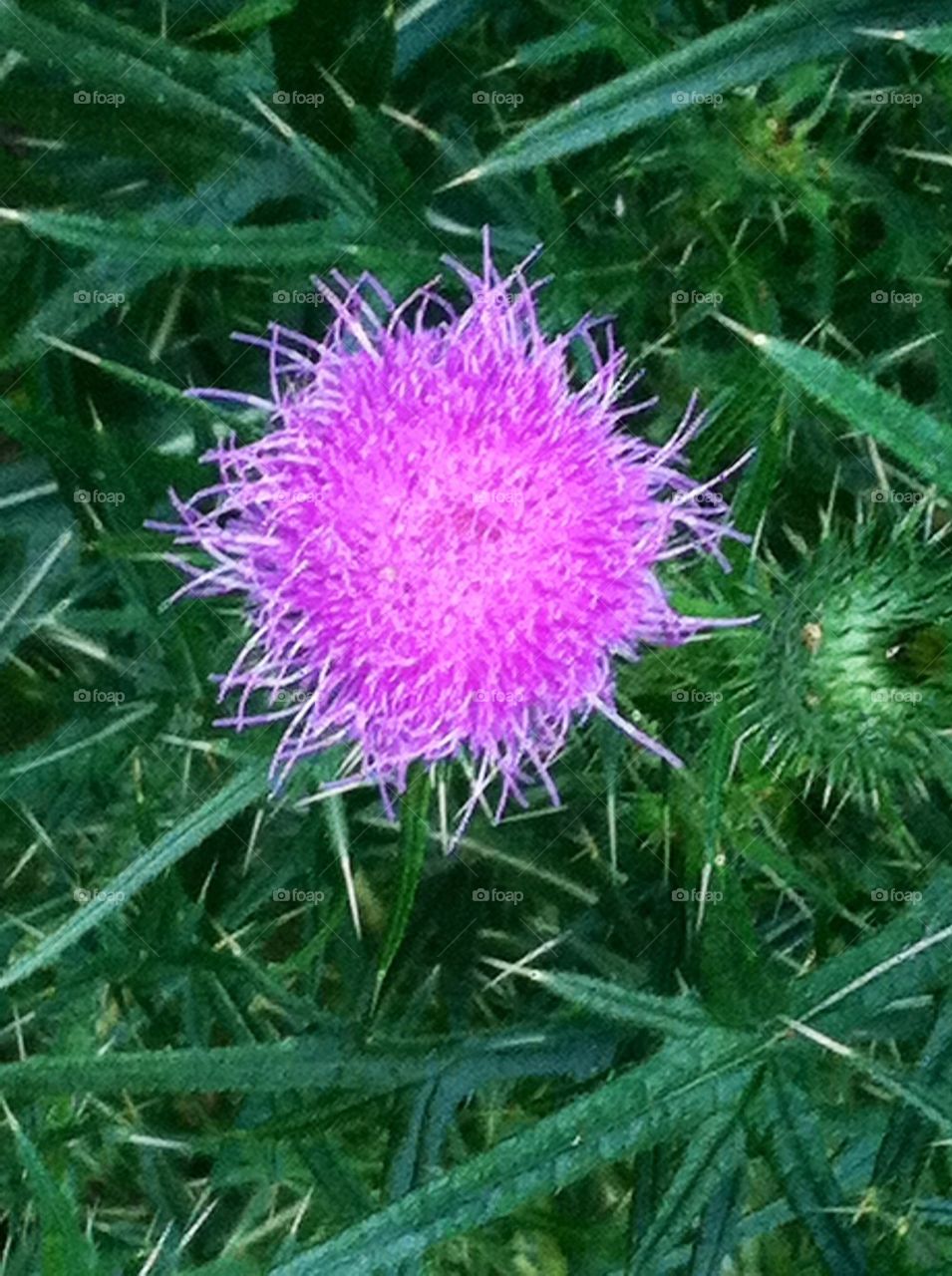 Purple Thistle