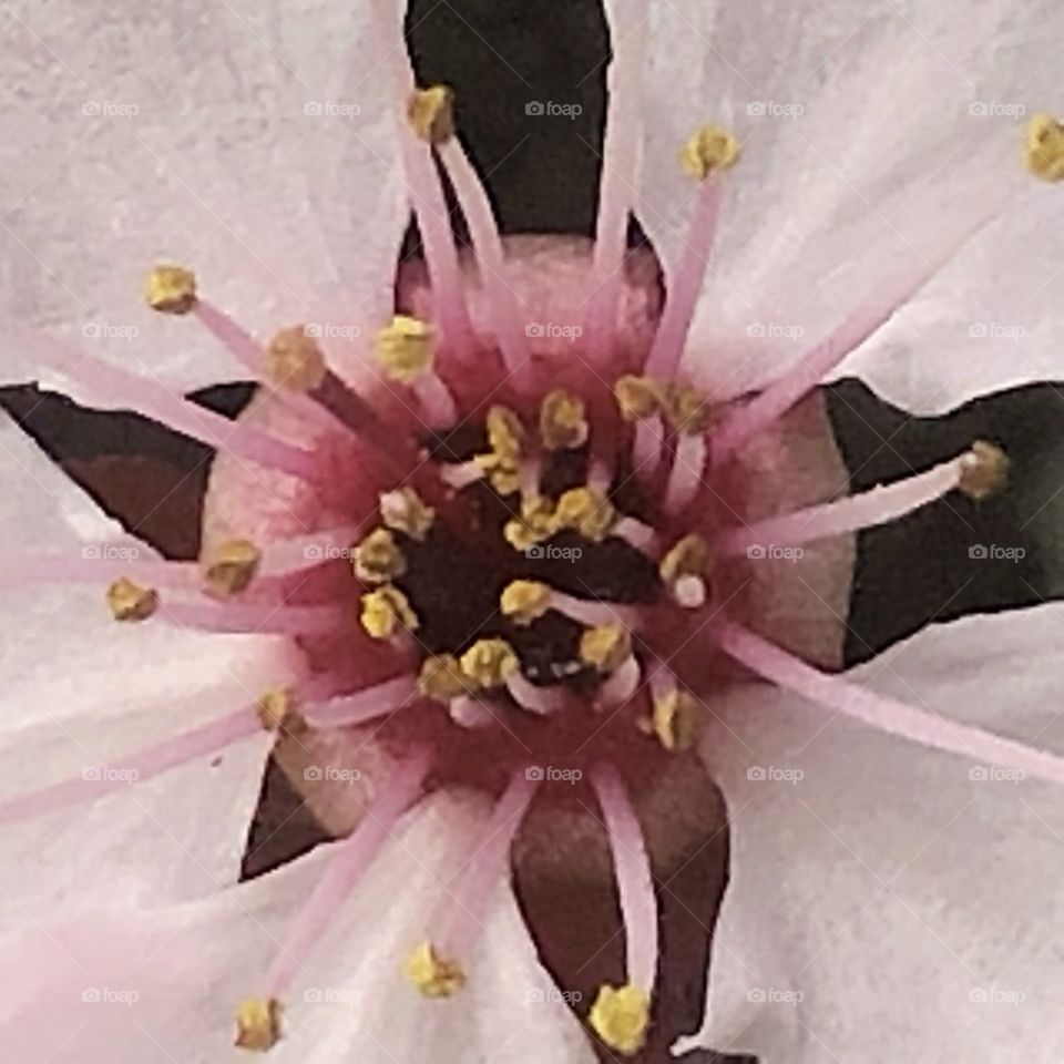 Cherry tree blossom flower