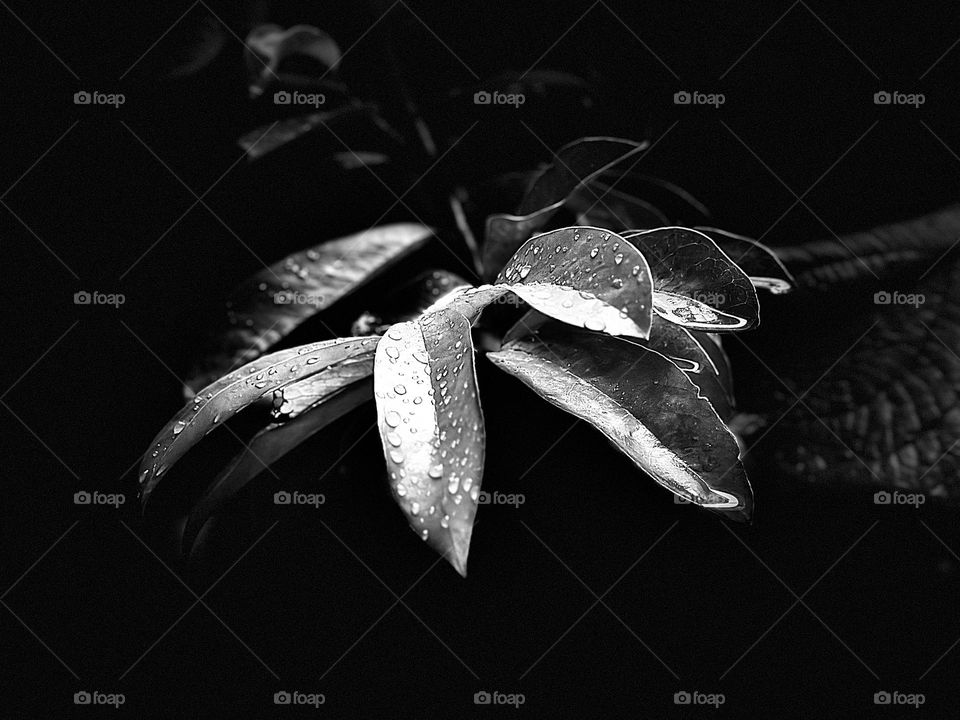 Leaves closed-up with raindrops on it in a rainy day with black background in monochrome style.