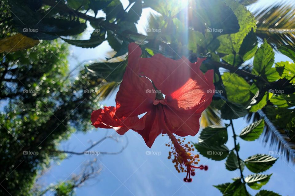 hibiscus