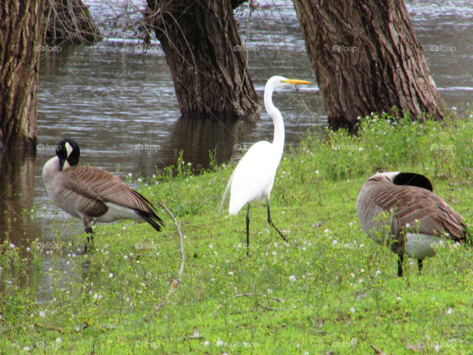 spring life, along the American River Sacramento CA taken by Mark sarden