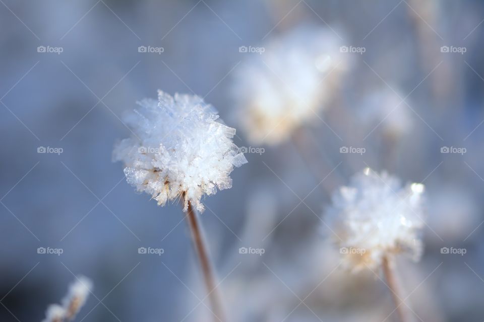 Close-up of frozen flower