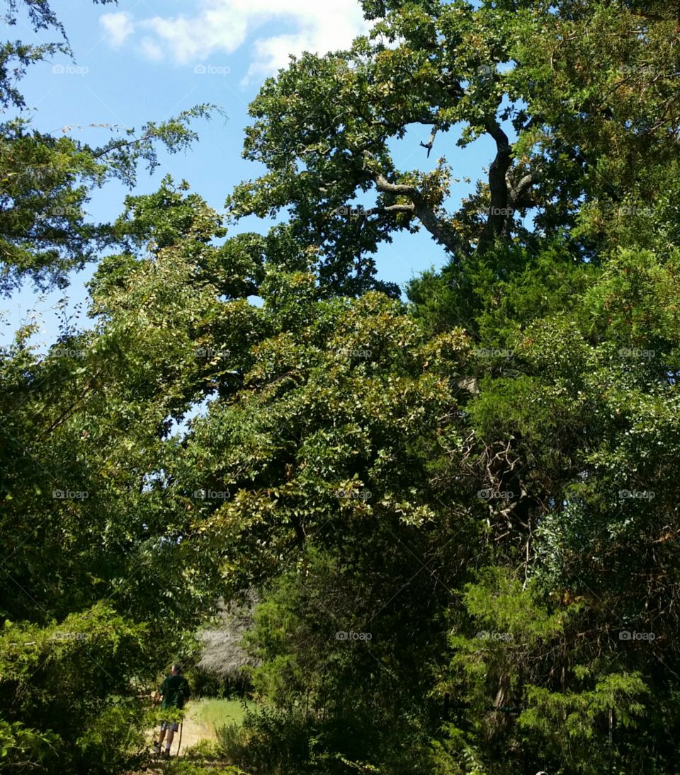 Tree Heart on the Trail