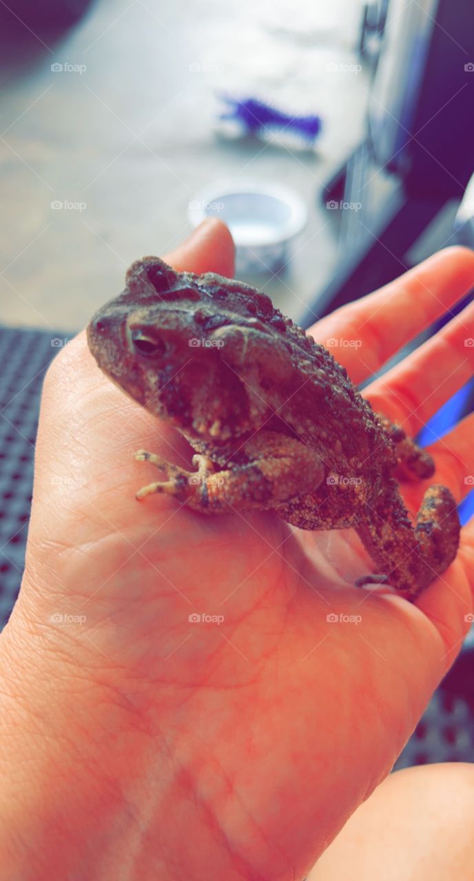 Frog buddy
