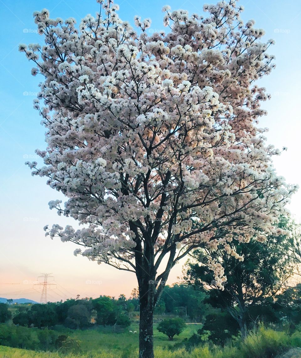 Espetacular a floração dos #ipês brancos!
📸
#FOTOGRAFIAéNOSSOhobby
#paisagem #fotografia #natureza