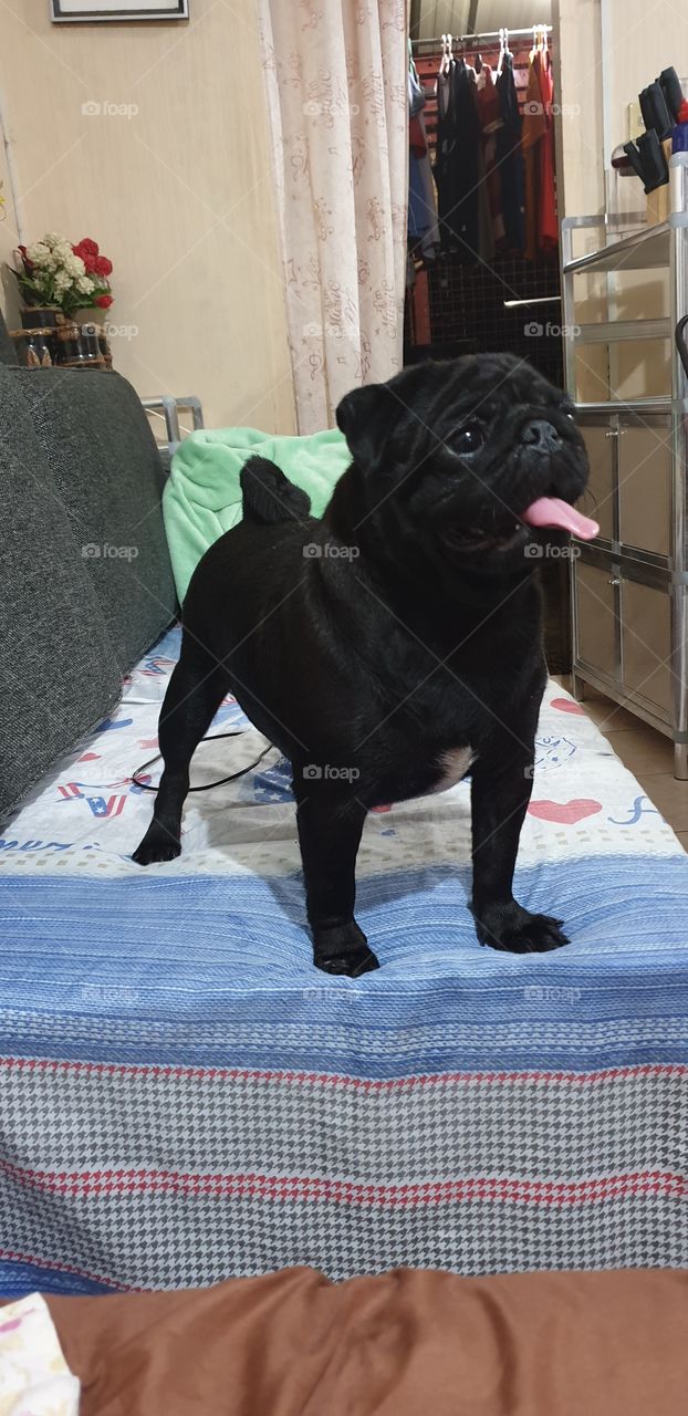 pug