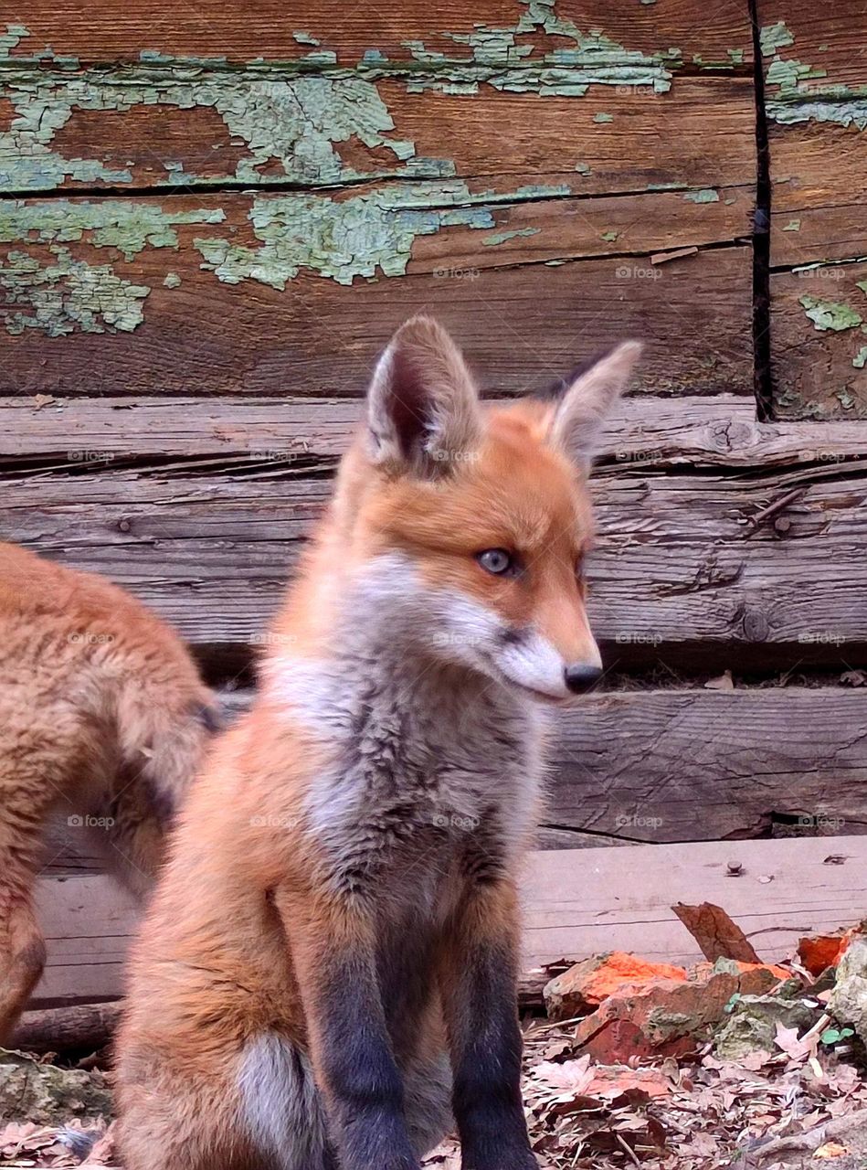 Anger. Old abandoned house. A little fox sits near the house. Anger is visible in the muzzle of the fox: the eyebrows are shifted and a grin appears
