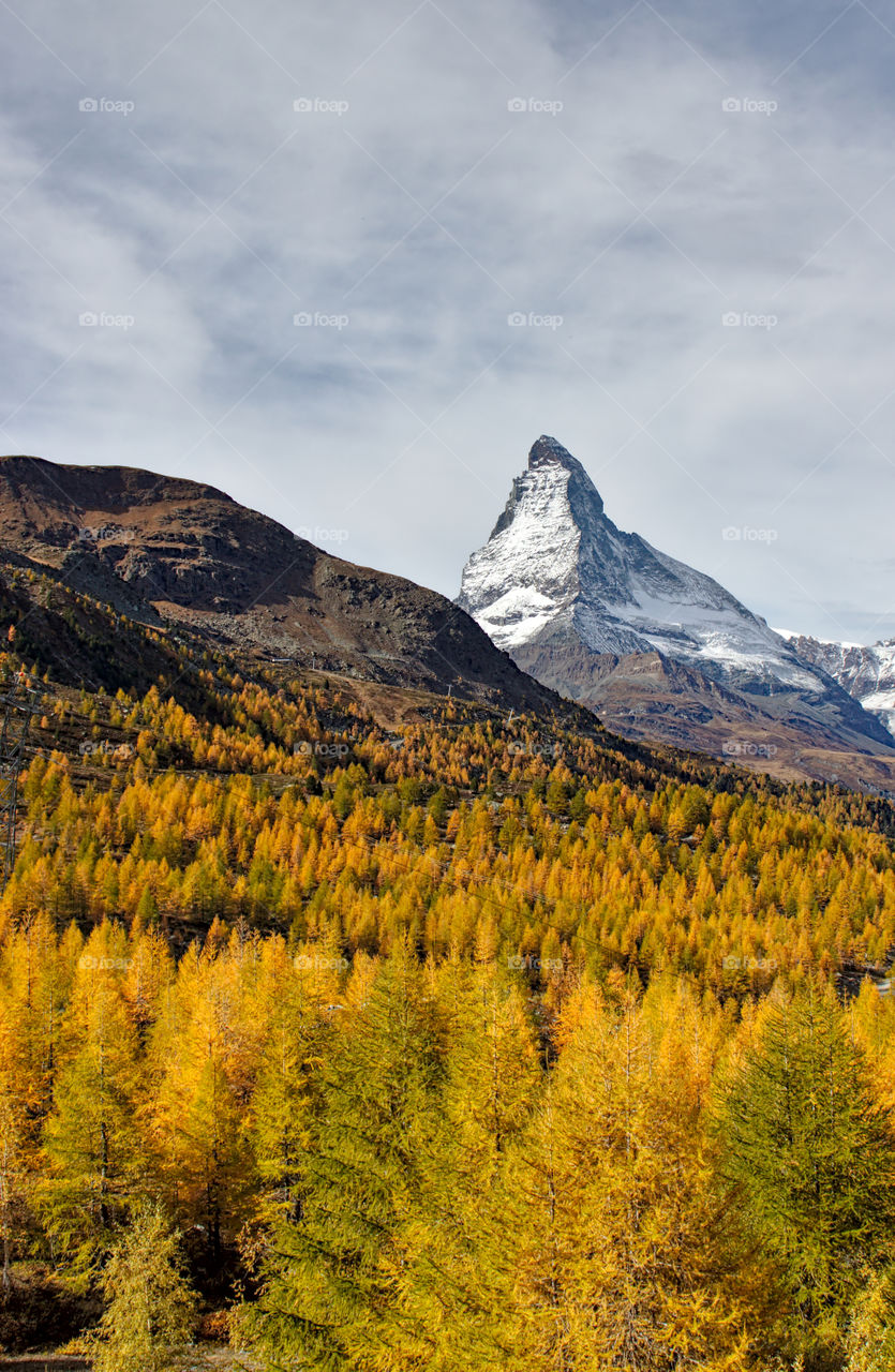 Yellow and orange larch trees in autumn with matterhorn in background.