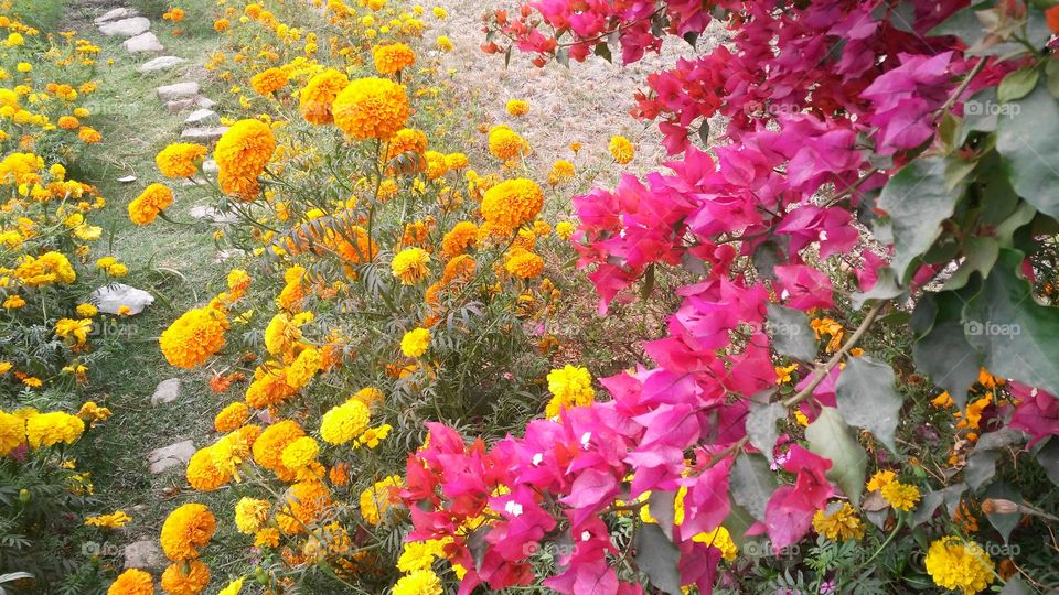 A beautiful scene of beautiful yellow marigold flowers in the garden.