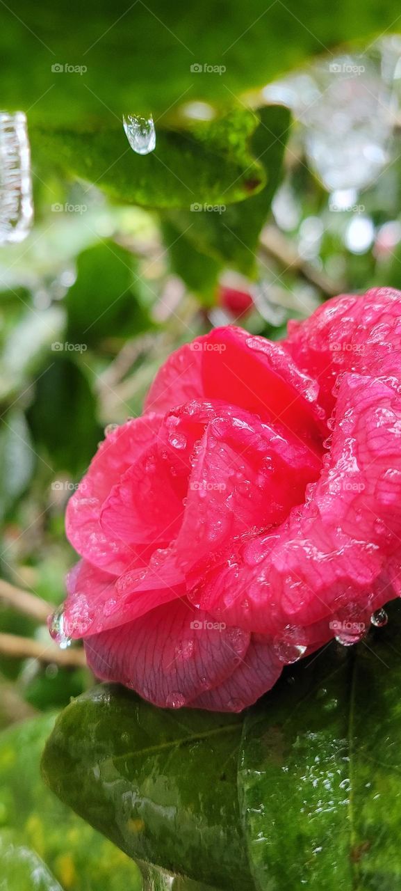 camelia covered in ice