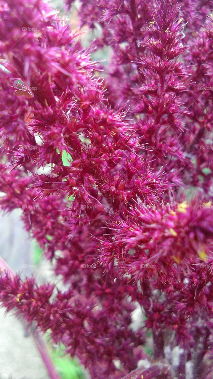 Red amazing flowers macro shooting