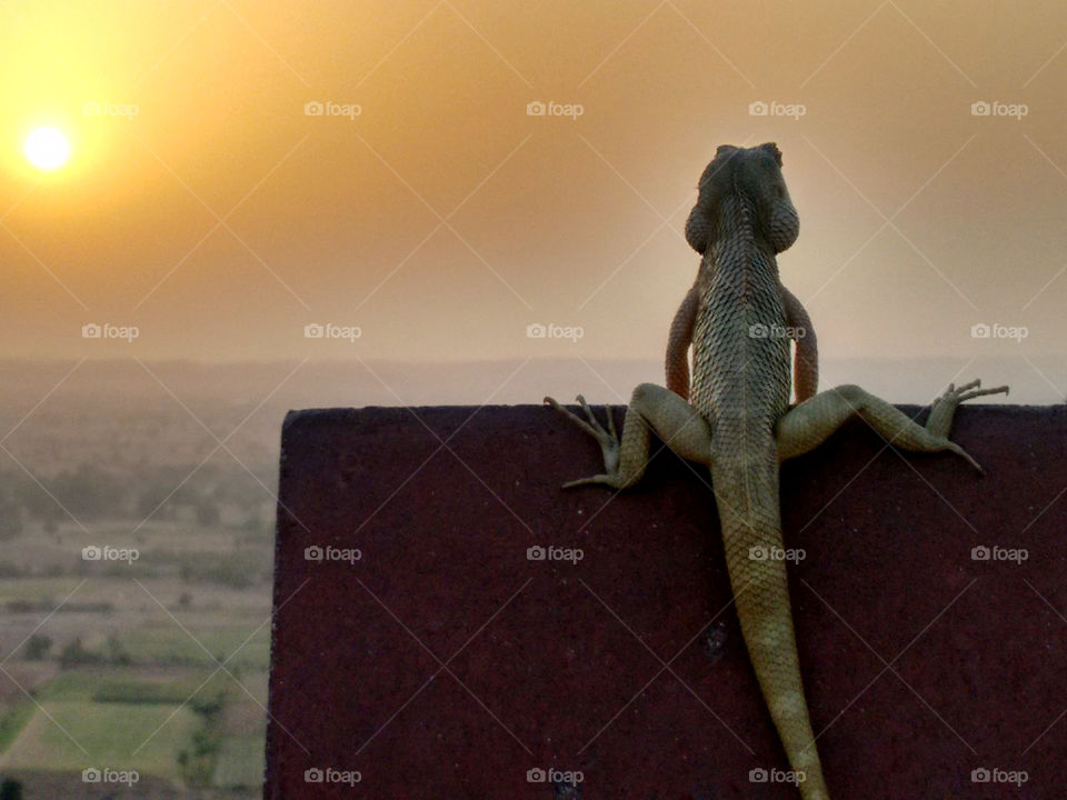 Close-up of lizard