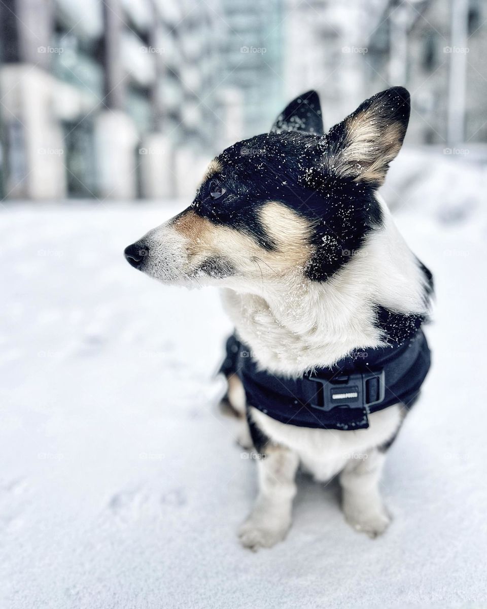 A cute corgi dog outside on a cold snowy winter day. Apple iPhone  