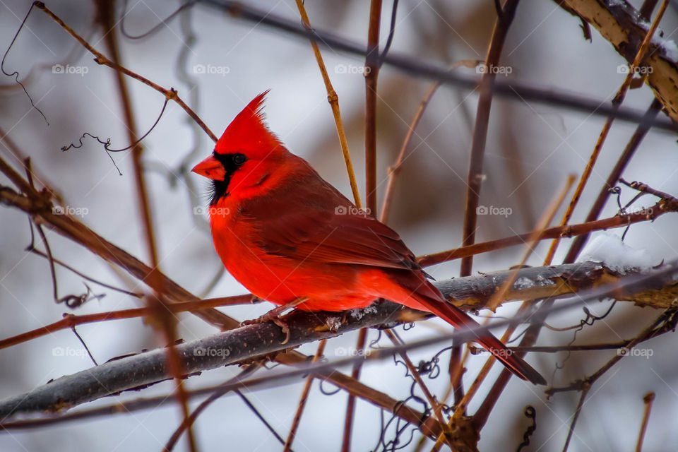 Bright red northern cardinal on a branch