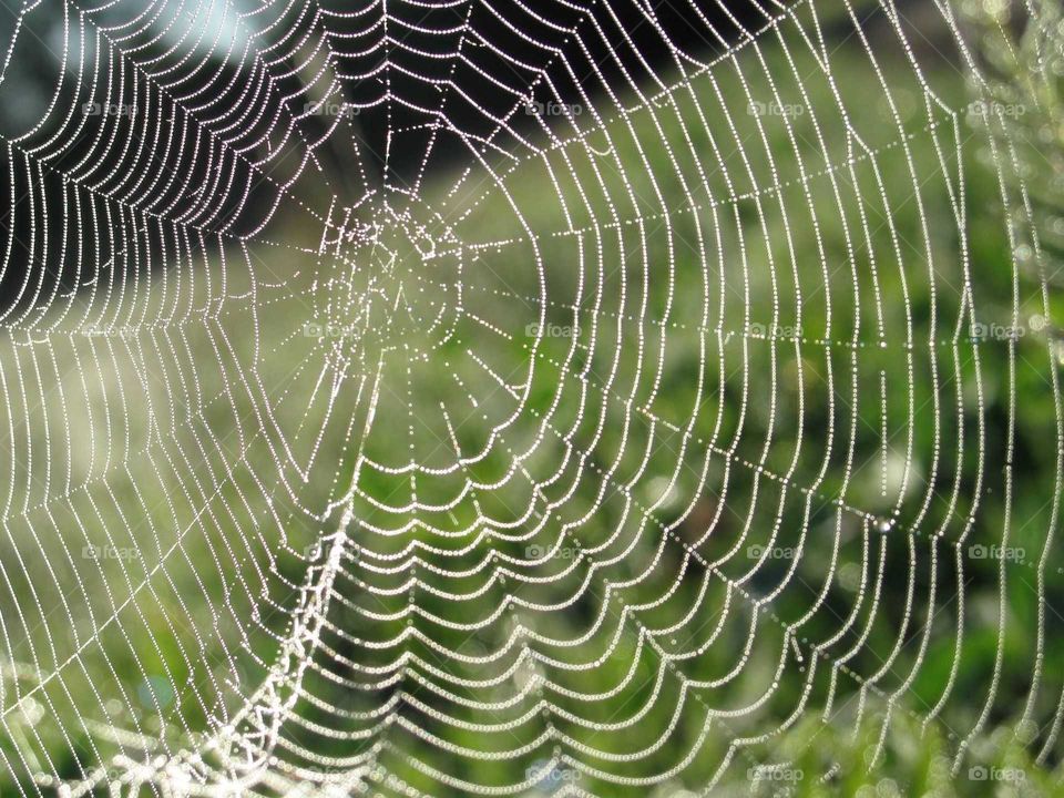 Spiderweb