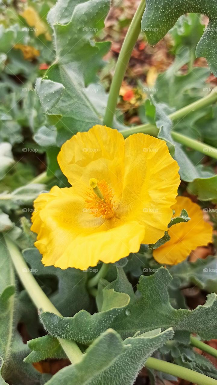 Horned poppy, yellow sea flower