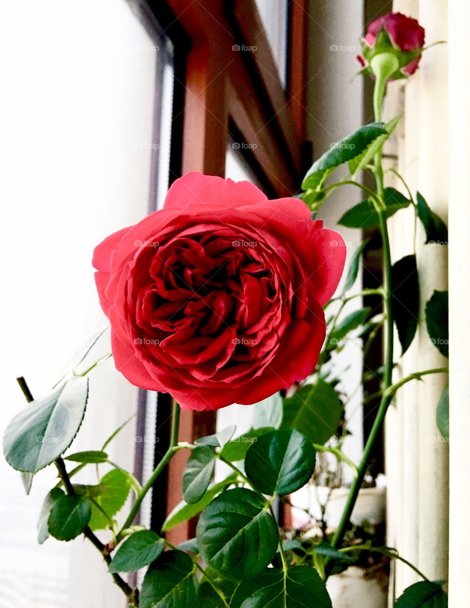 red Eden rose