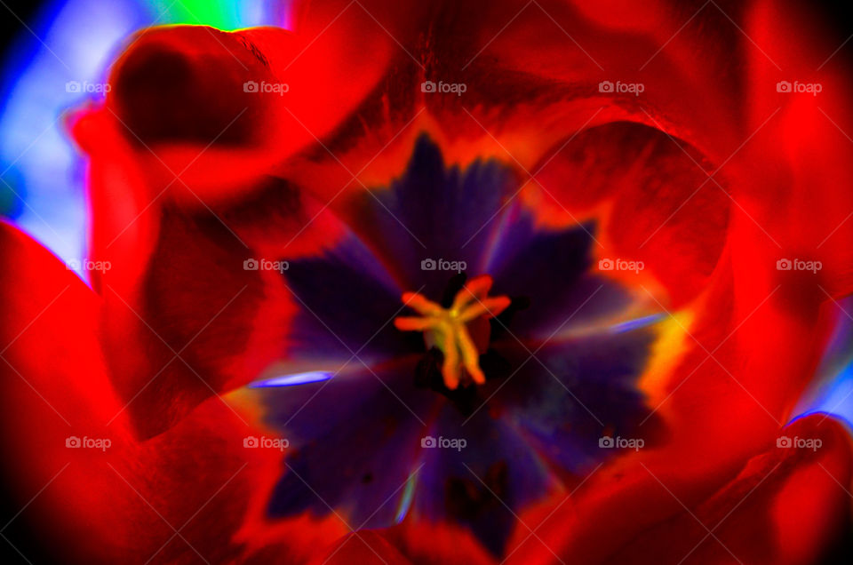 Tiny Universe ( Series )