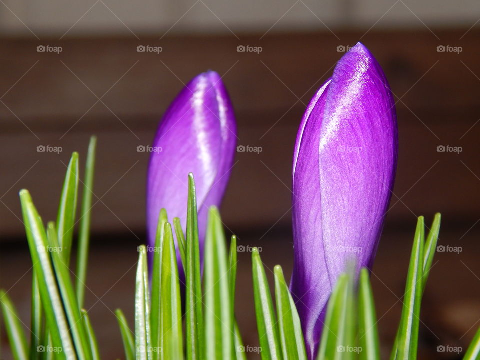 Beautiful purple flowers