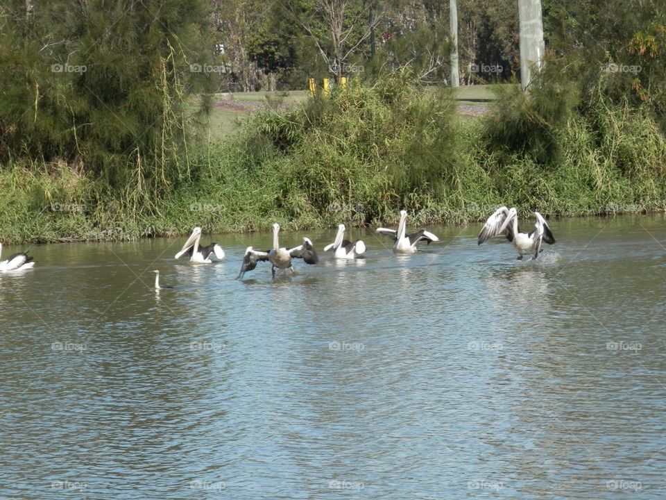 Pelicans