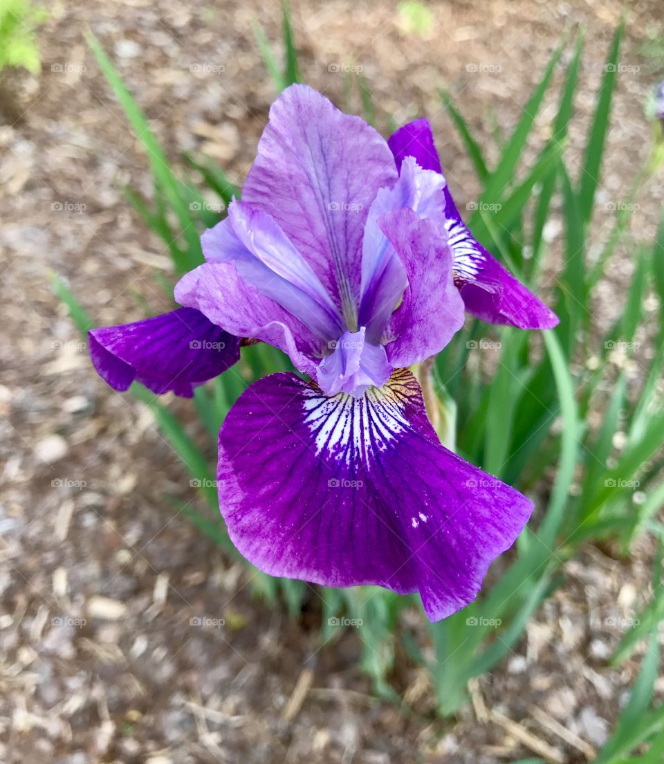 Purple Iris