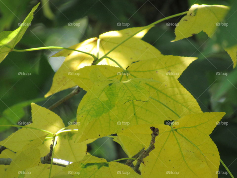 Leaf, Nature, No Person, Flora, Fall
