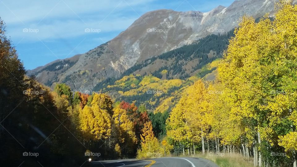 Fall, Wood, Landscape, Tree, Mountain