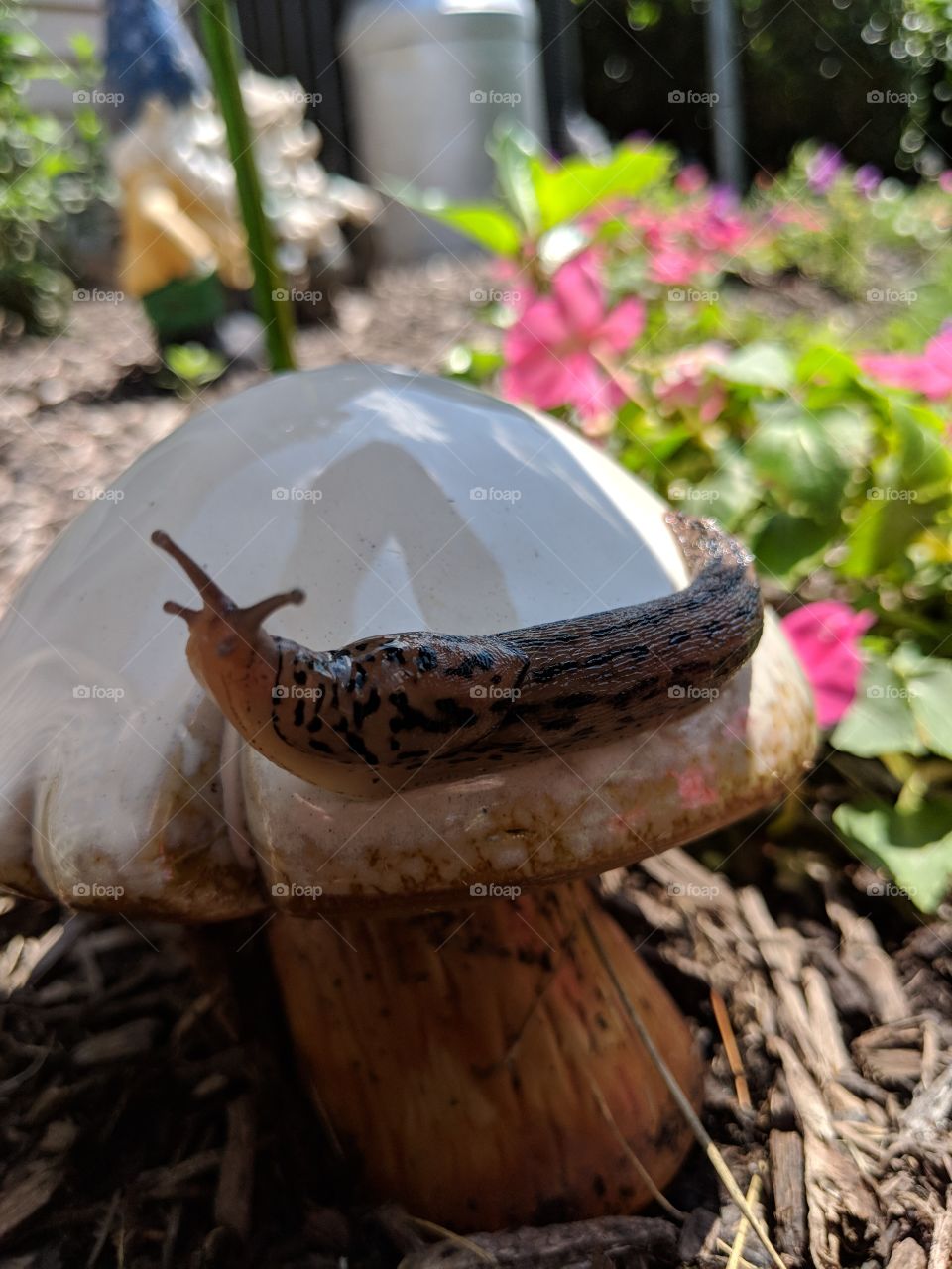 snail on a mushroom in the garden